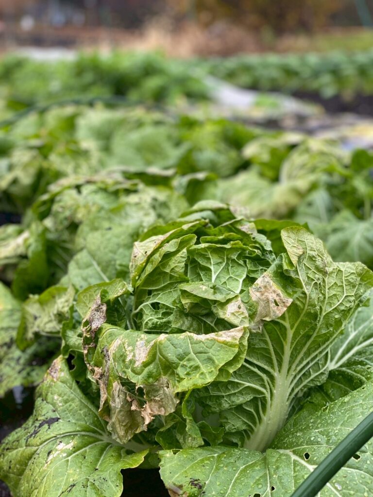 【実施報告】☆第7回☆自然栽培プロ農家とつくるシェア農園